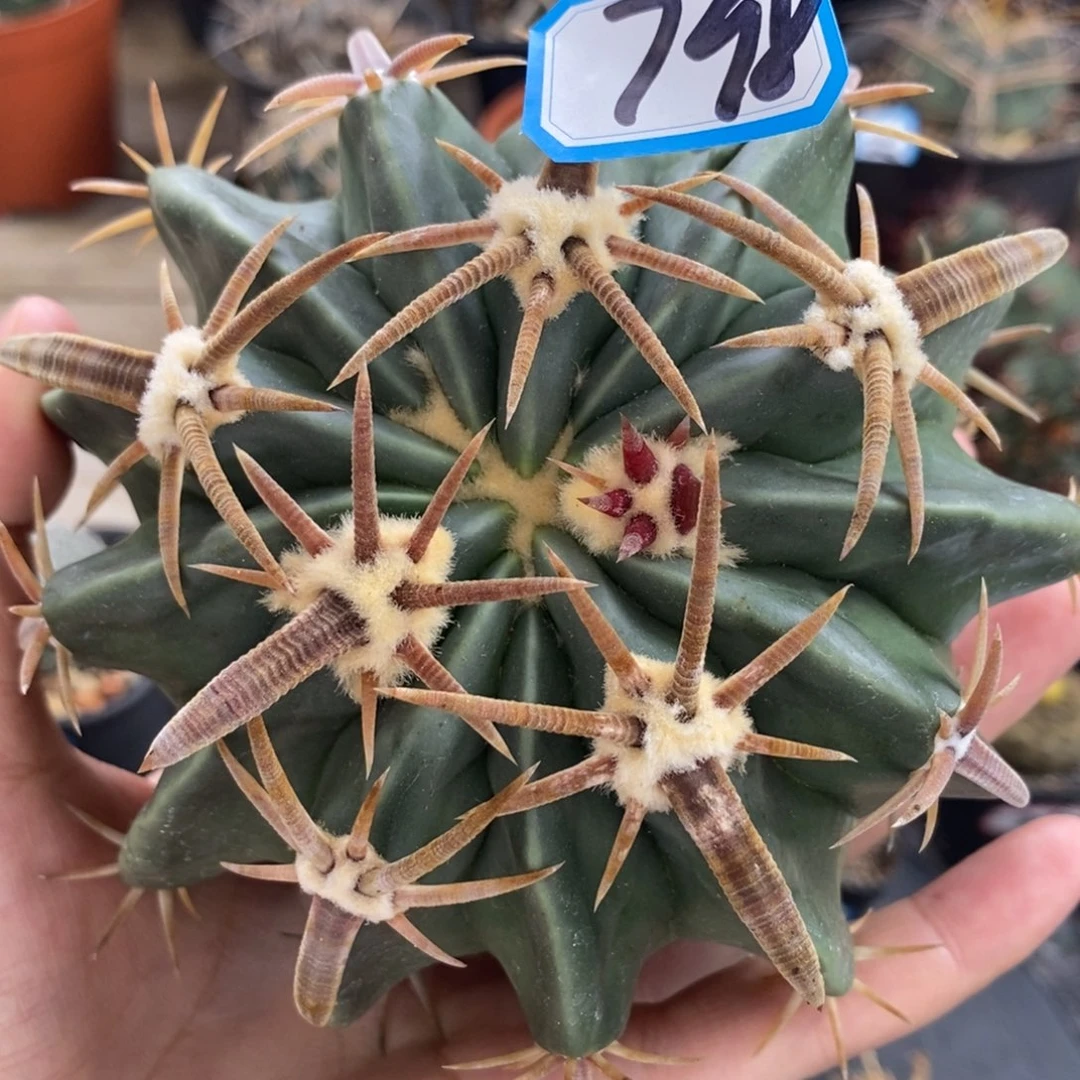 798王凌波植播园艺