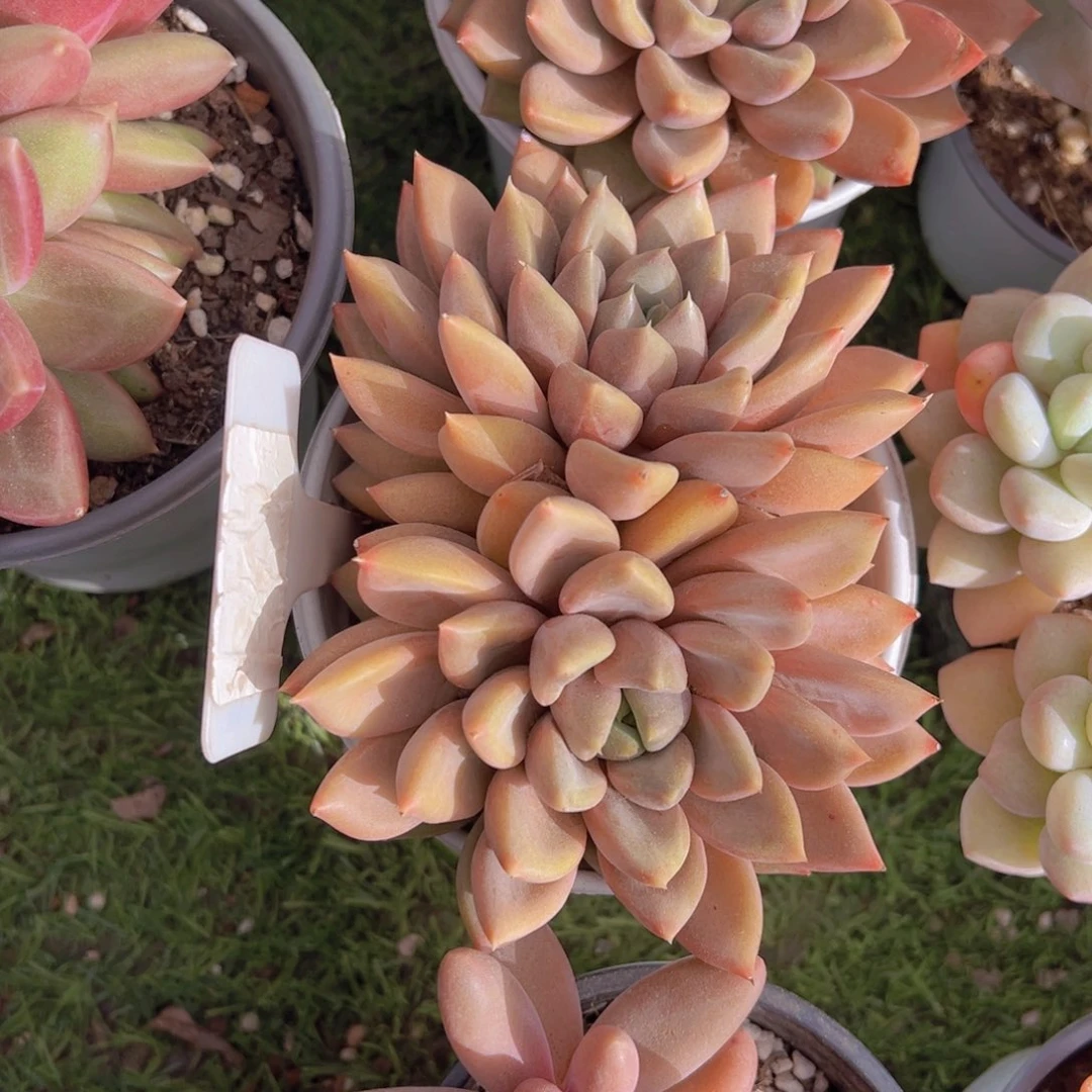 香玉的故事是一个人的故事吗