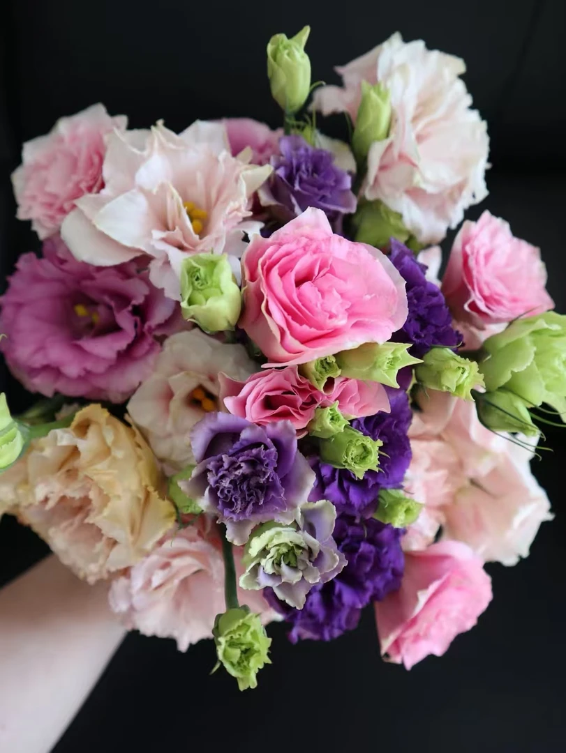 混色洋桔梗一大把   批发花店摆地摊云南基地直发一手货源