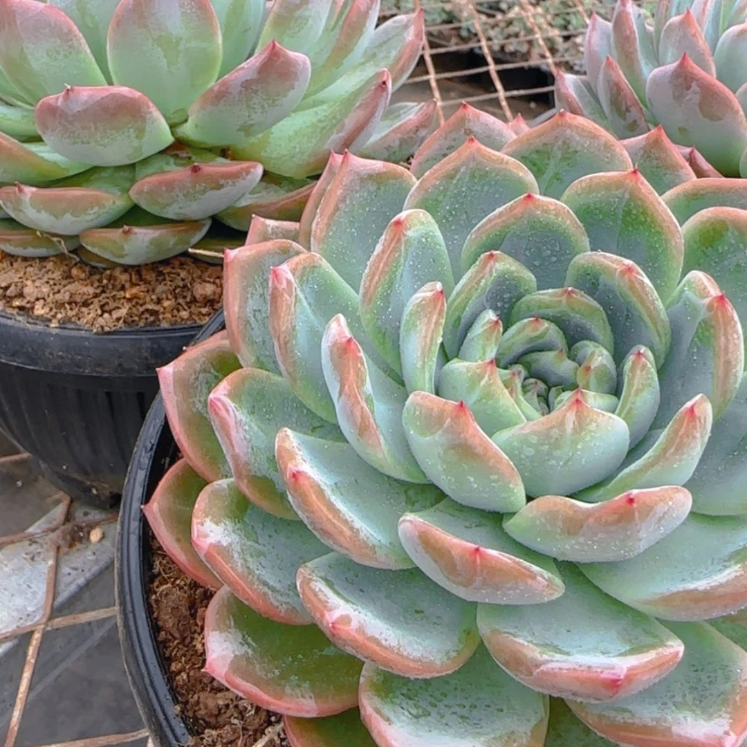 【闪购商品】母本红鸾寄养