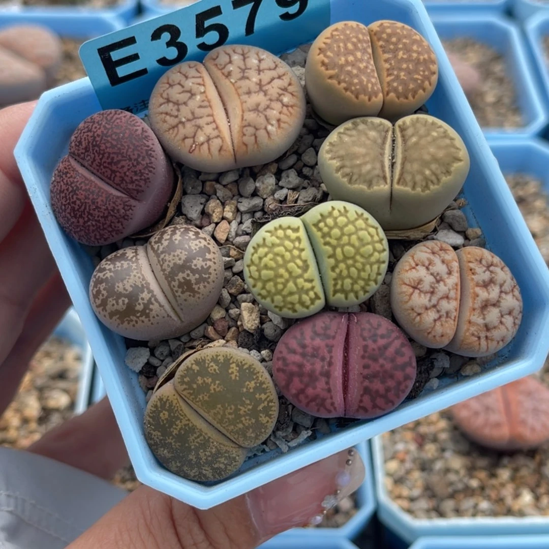 3579福利彩拼九颗