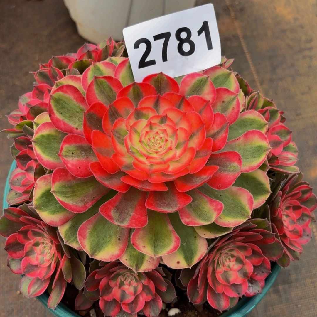 2781多肉植物荔枝