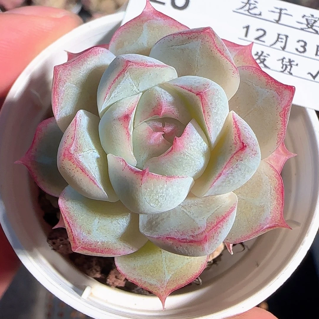 多肉1203-26女王玫瑰