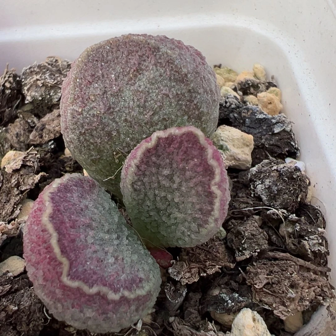 哈莫猪肝大苗多肉植物水泡
