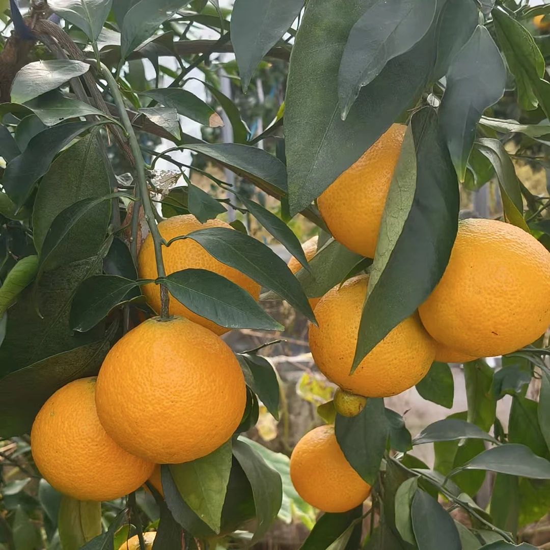 浙江红美人柑橘爱媛28号新鲜应季5斤装