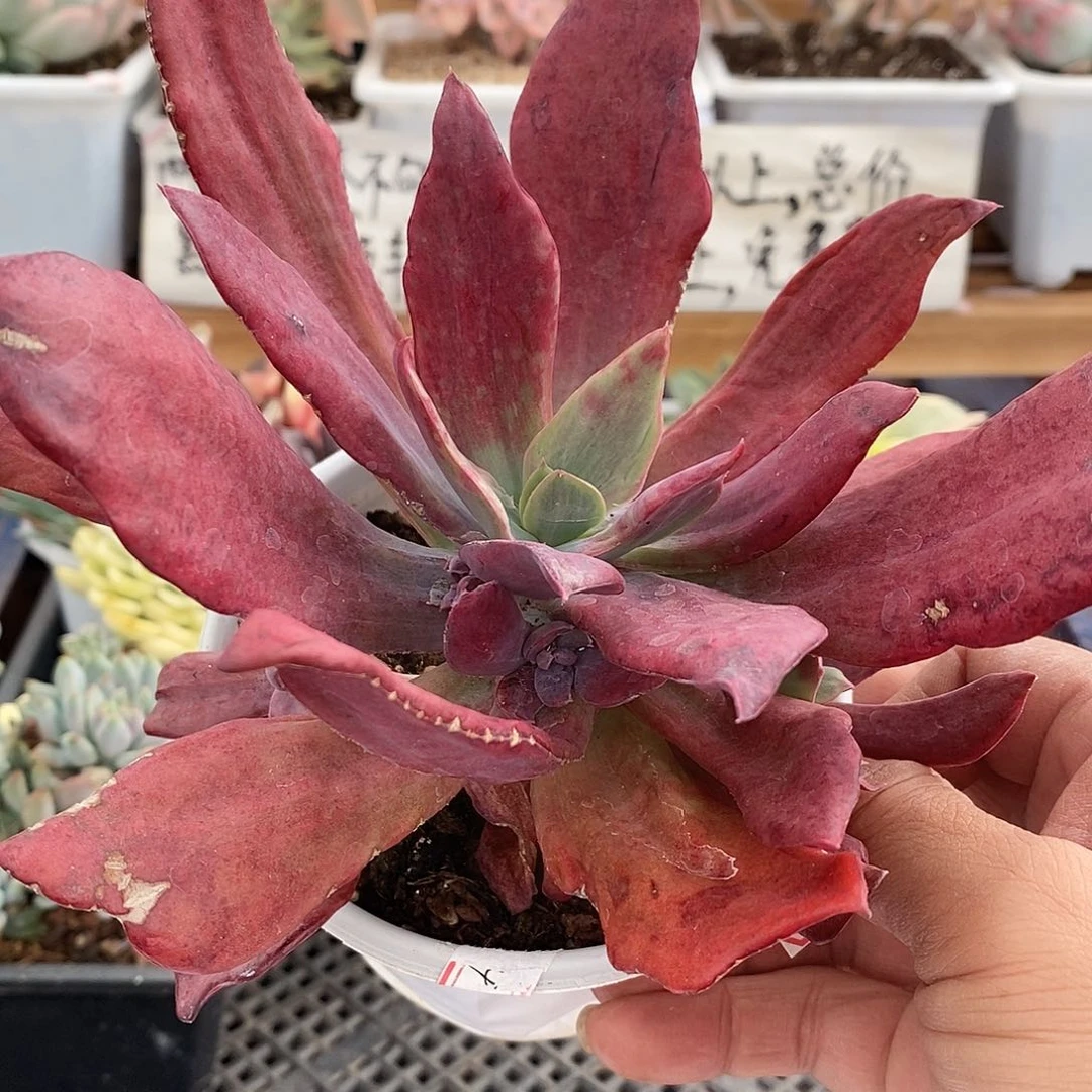 19218 钻石锦自然群