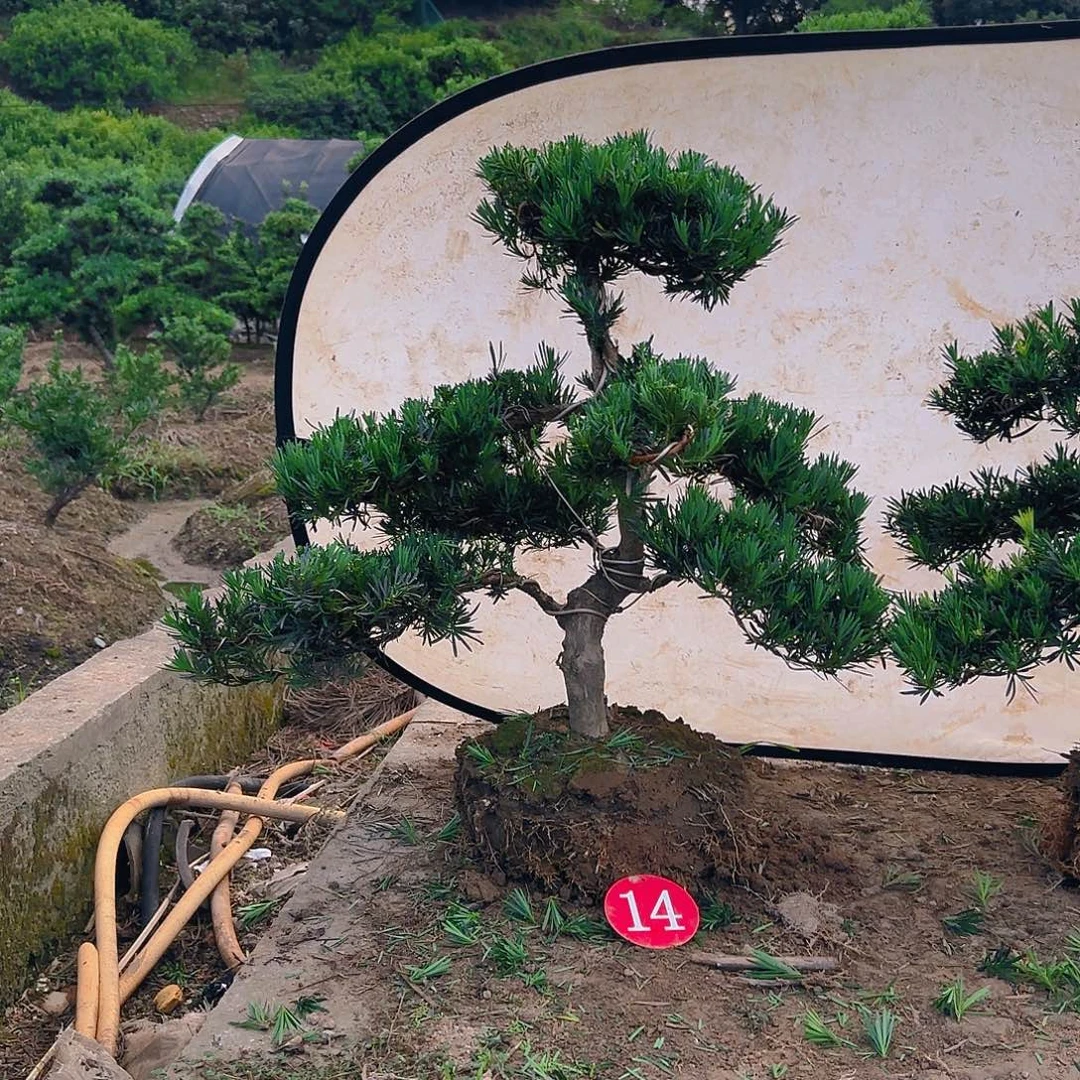 默***契无花朵罗汉松盆景艺术