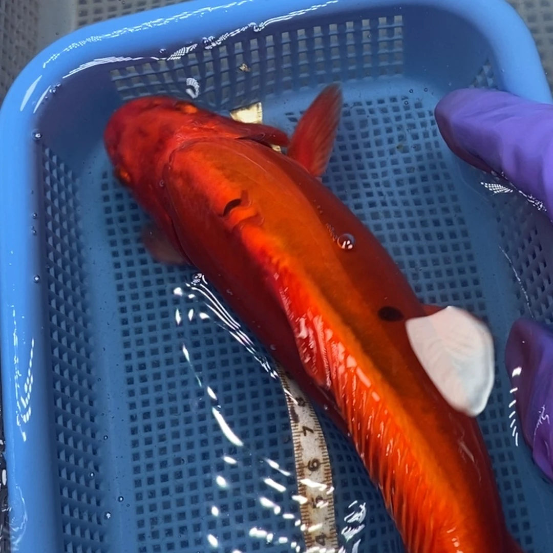 锦鲤冷水锦鲤包邮