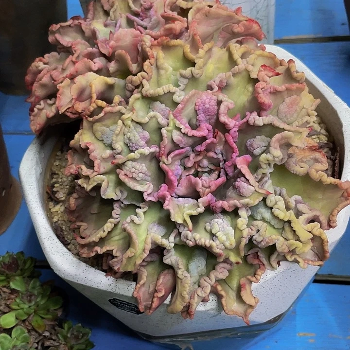 一物一拍哦哦哦哦哦哦哦