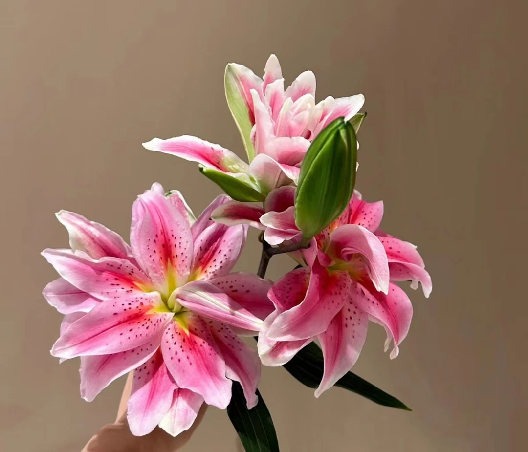 【三头西亚拉重瓣香水百合】云南鲜花 任意2单顺丰包邮