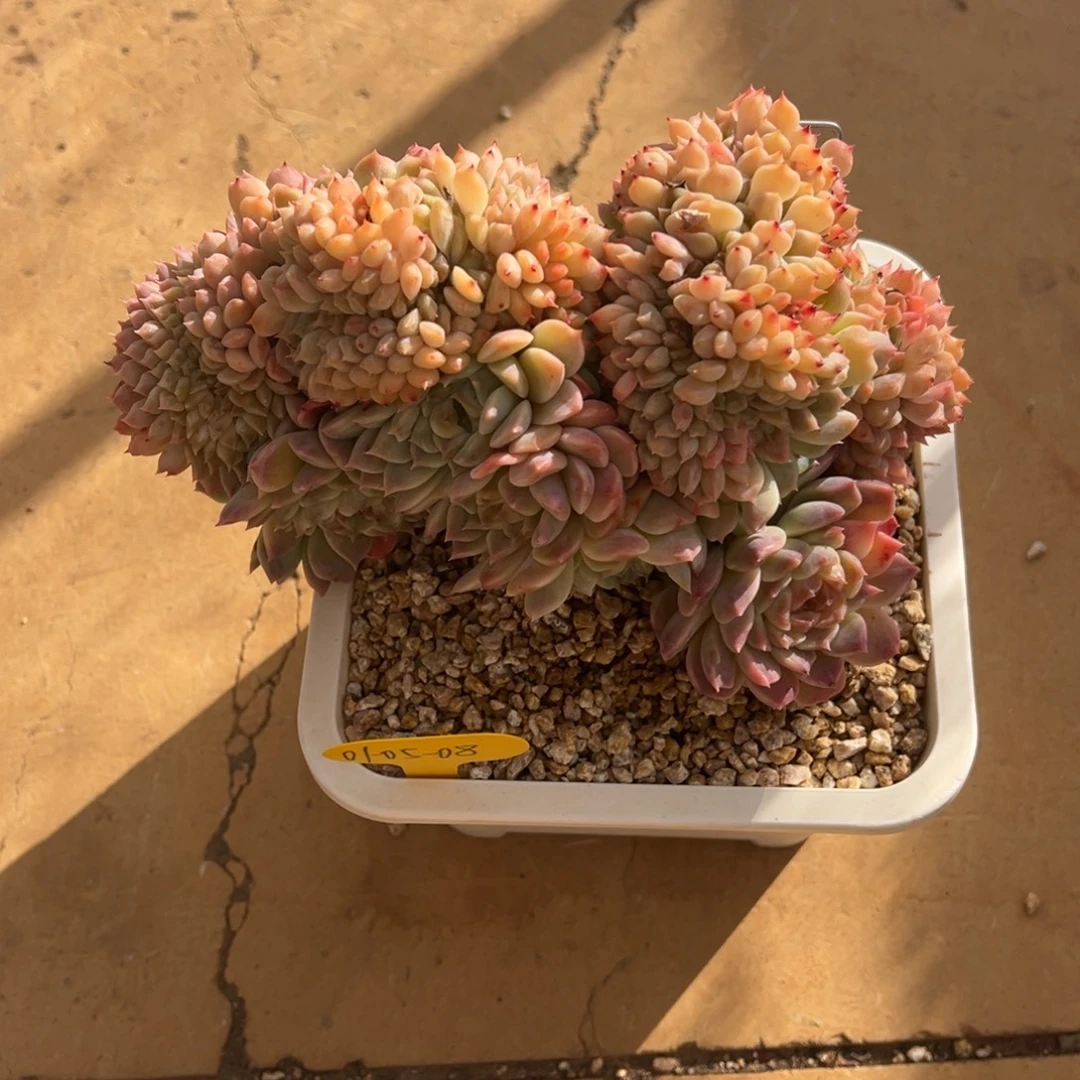 灿***我01-05-08冰魄缀多肉植物