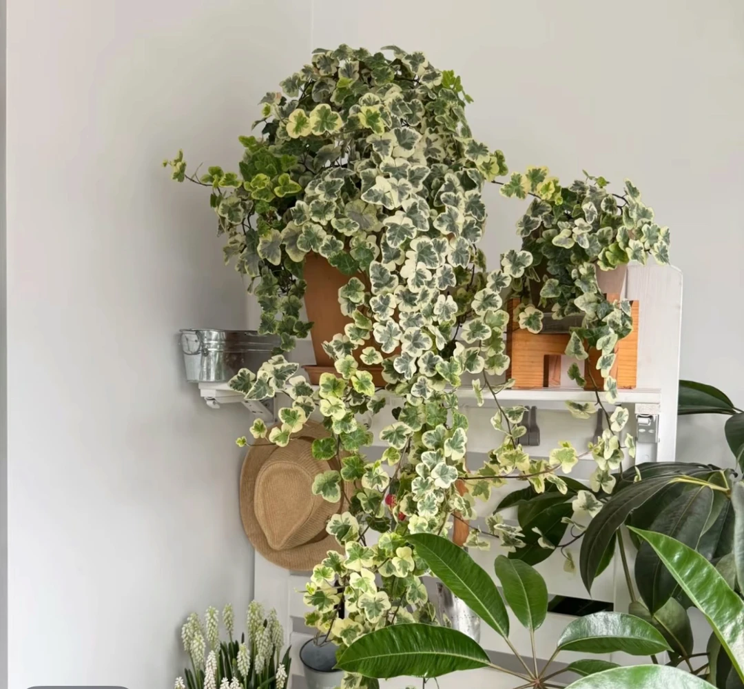 （藤条30公分）雪莹常春藤挂墙爬藤绿植盆栽室内高级感网红植物