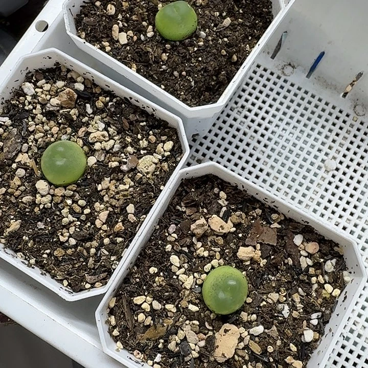 @****老马生石花拉登1729