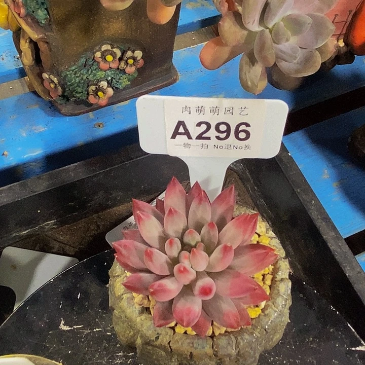周***周A296车厘子多肉寄养