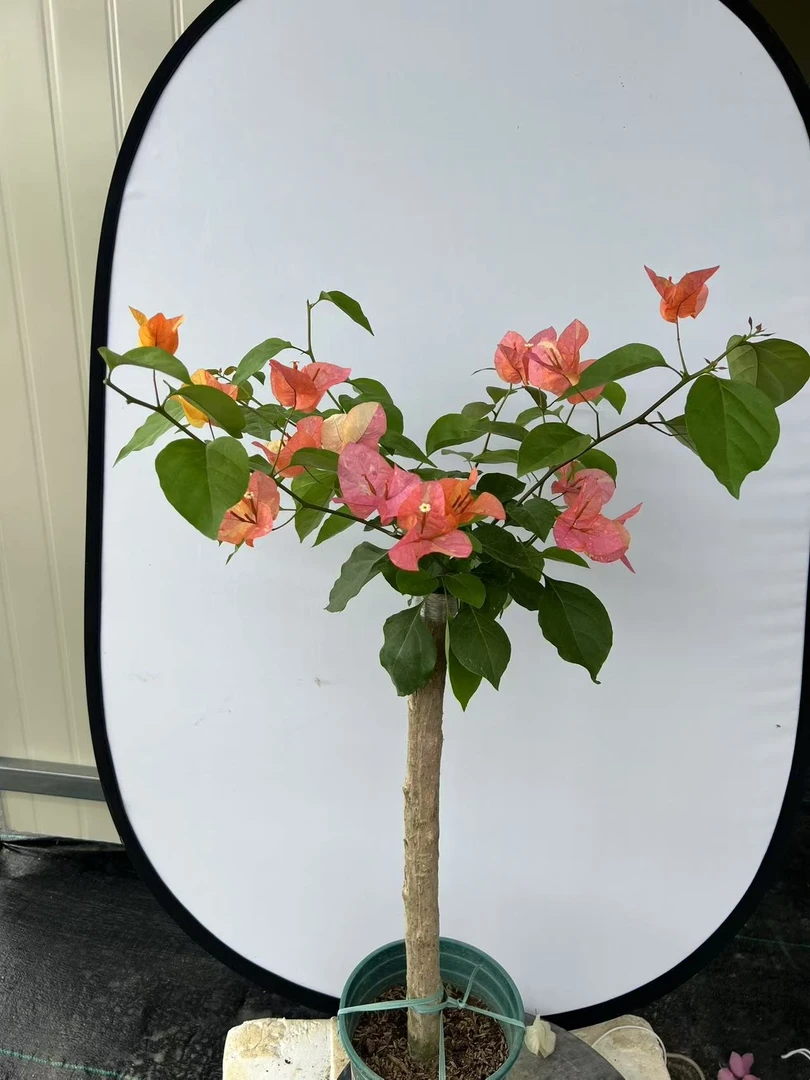 三角梅棒棒糖 一物一拍 勤花 黄白