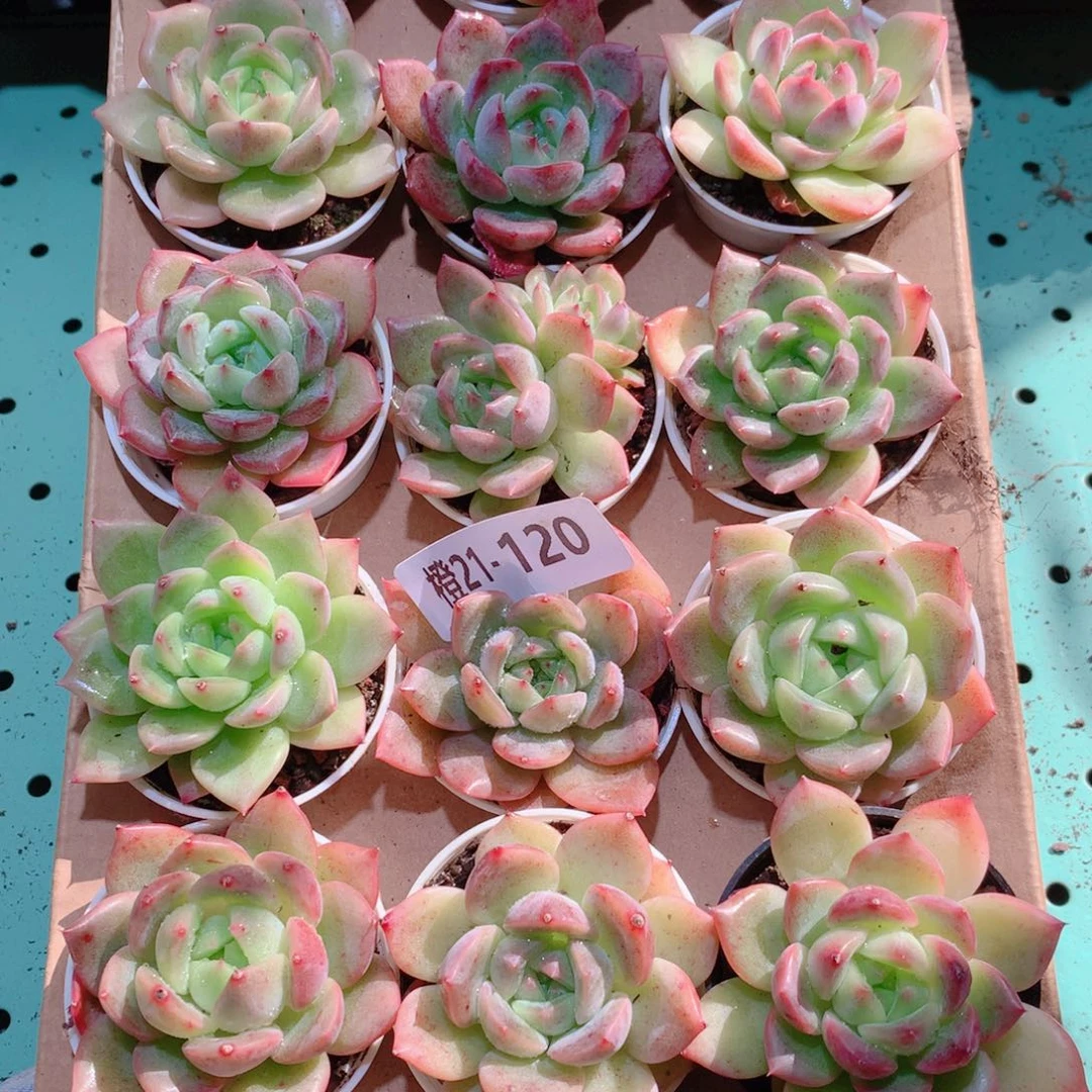 21-120一物一拍多肉带盆18颗