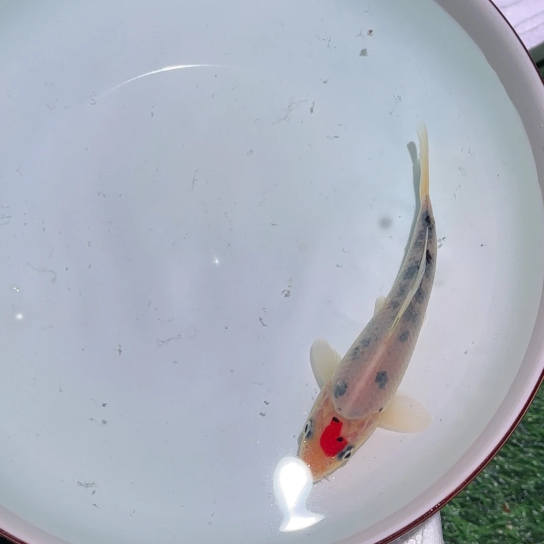 锦鲤锦鲤 观赏鱼 锦鲤