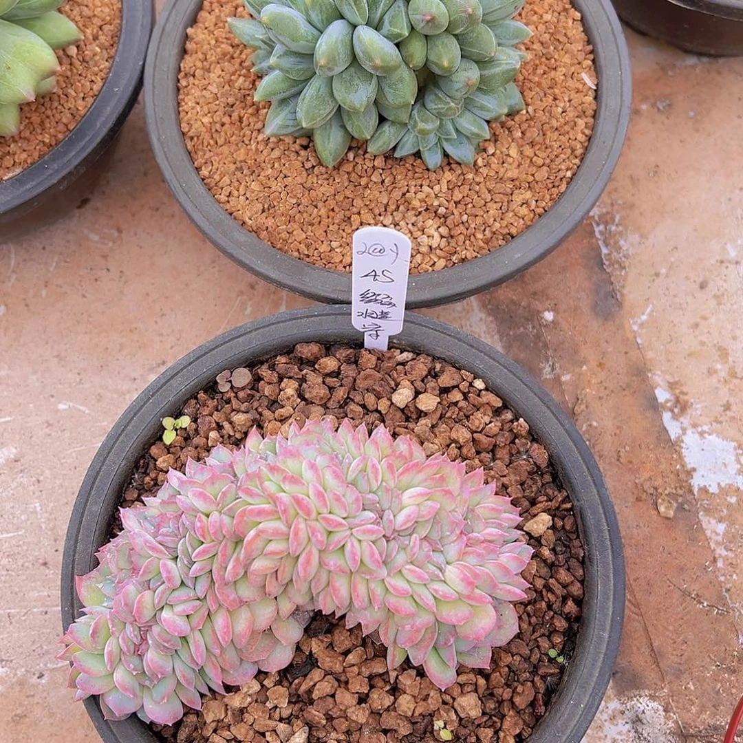 ?***?多肉植物，新品多肉