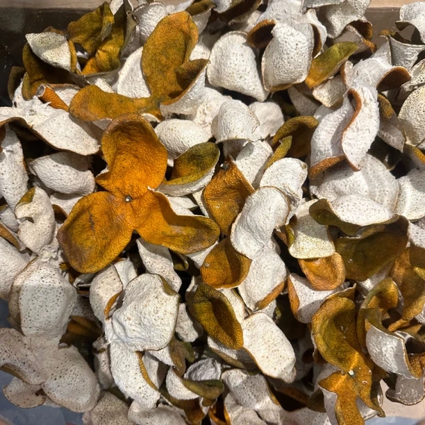 2024新会天马茶枝柑老树大红皮