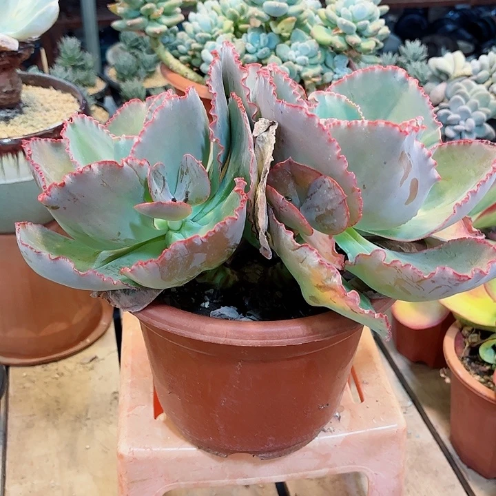 蓝色妖姬双头起发