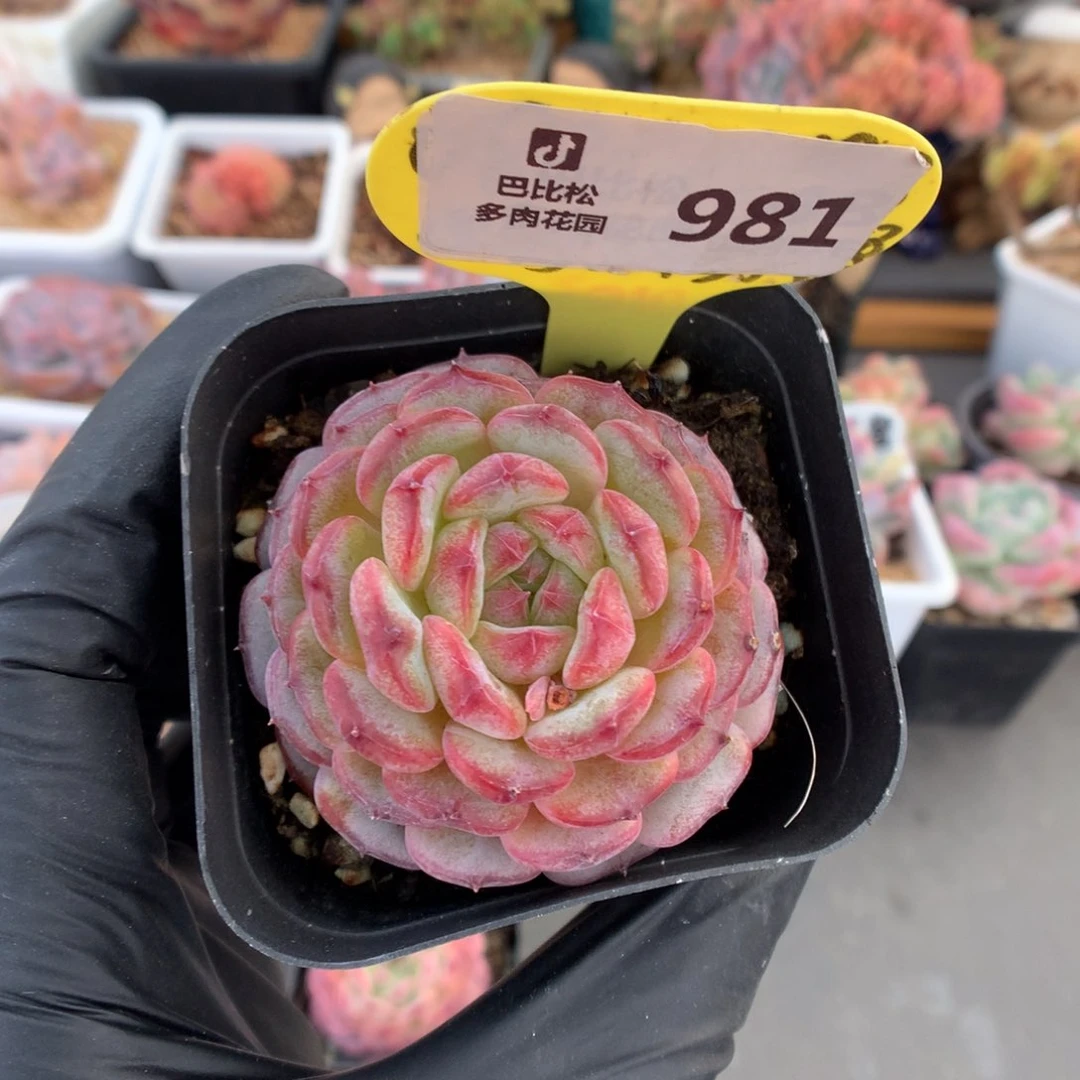 981 白胖子多肉多肉