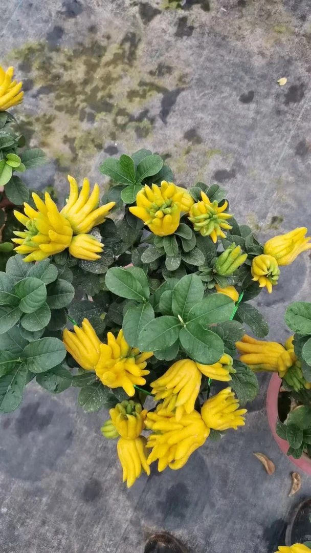 佛手带花带果盆栽   直播间一物一拍
