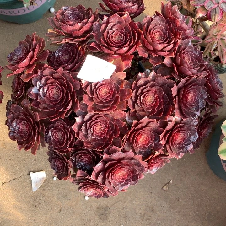 1583万圣节变异多肉植物