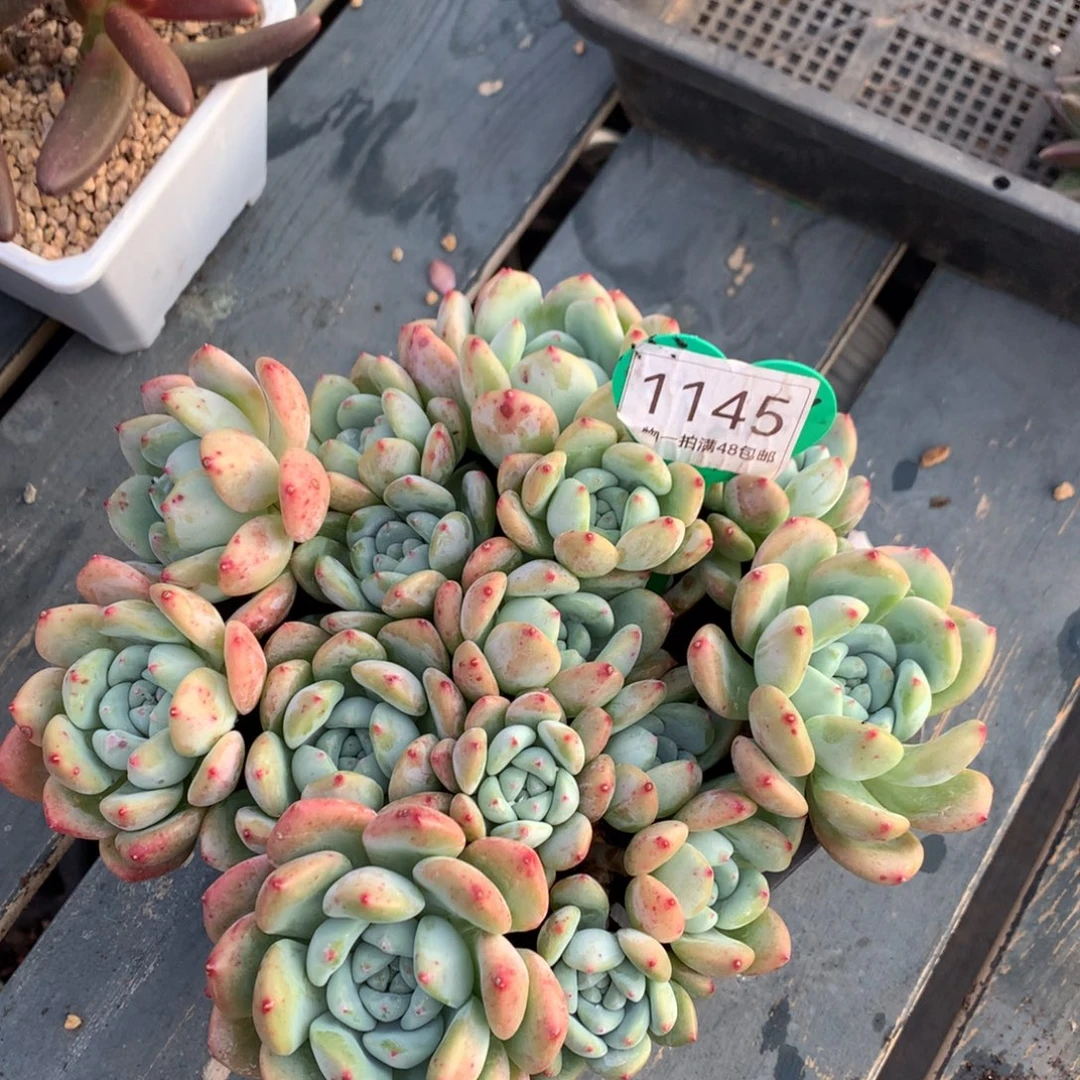 大叶望舒老桩无砍平头1145