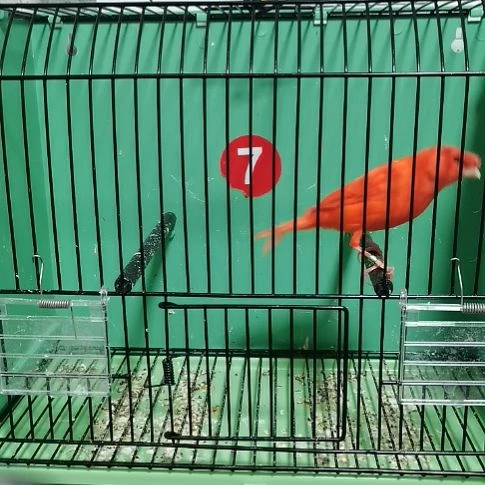 张***贺虎皮鹦鹉红袍顶公一只