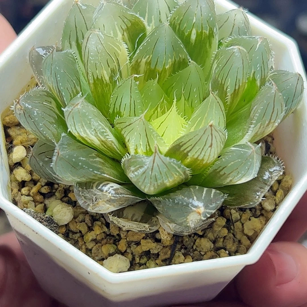 实生玉露锦十二卷