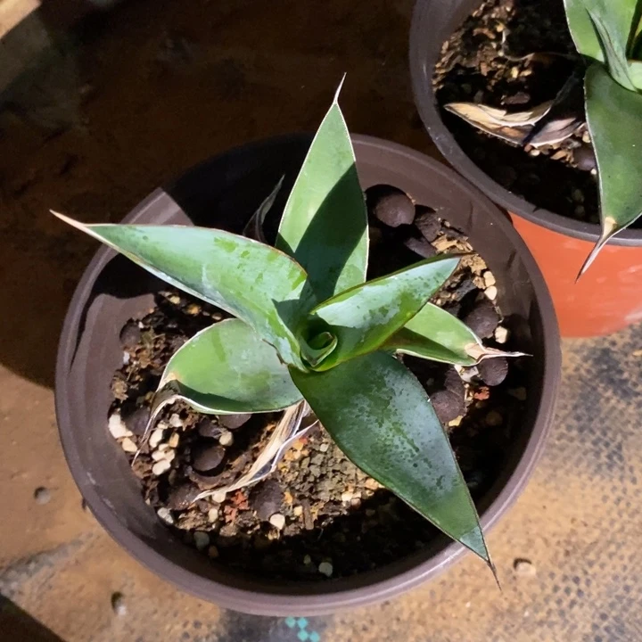 完美主义者勿拍印花龙