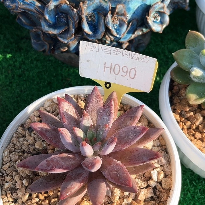 羽毛体虞美人90号码牌子的