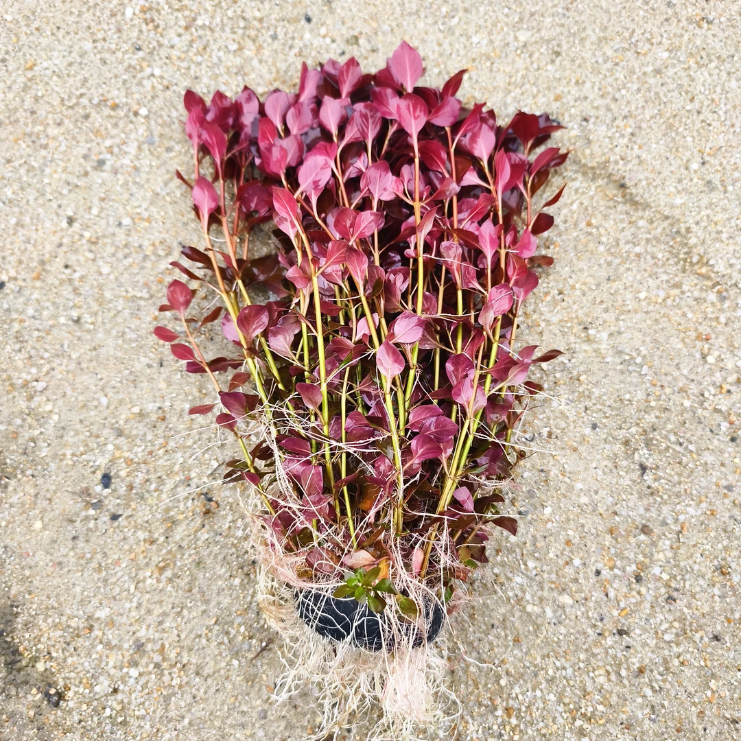 发货30CM左右紫红丁香活体植物鱼缸造景中后景红色专业水下叶