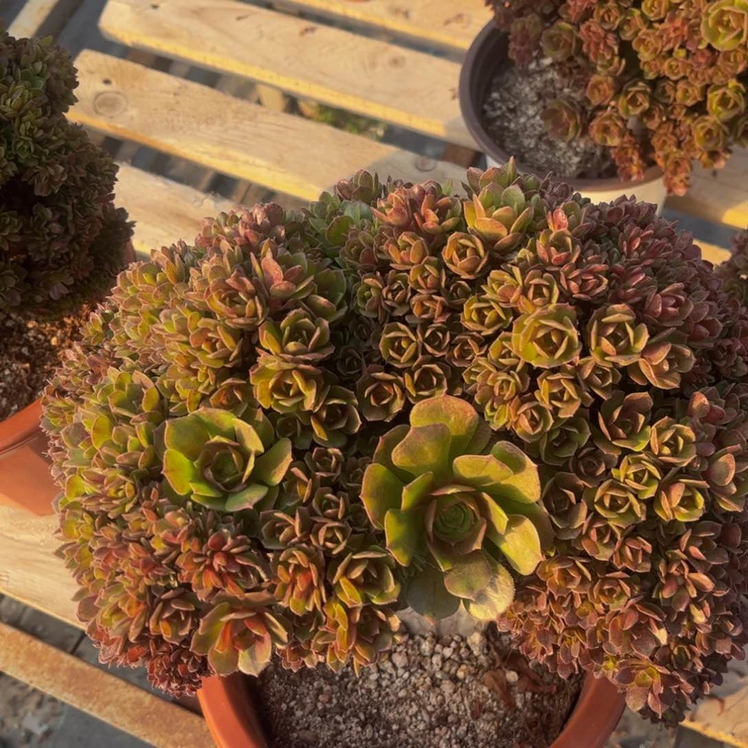 瑕疵法师法师法师不退不换