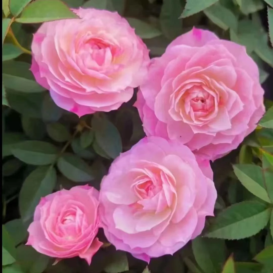 【桃花扇】1加仑盆多棵扦插月季花花卉绿植盆栽花卉直播四季开放