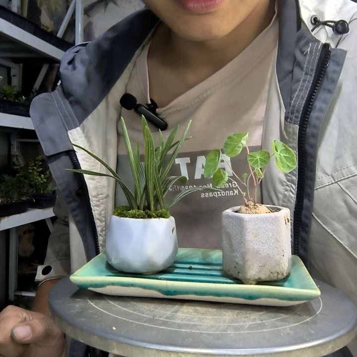 相*恨中青园艺一物一拍4