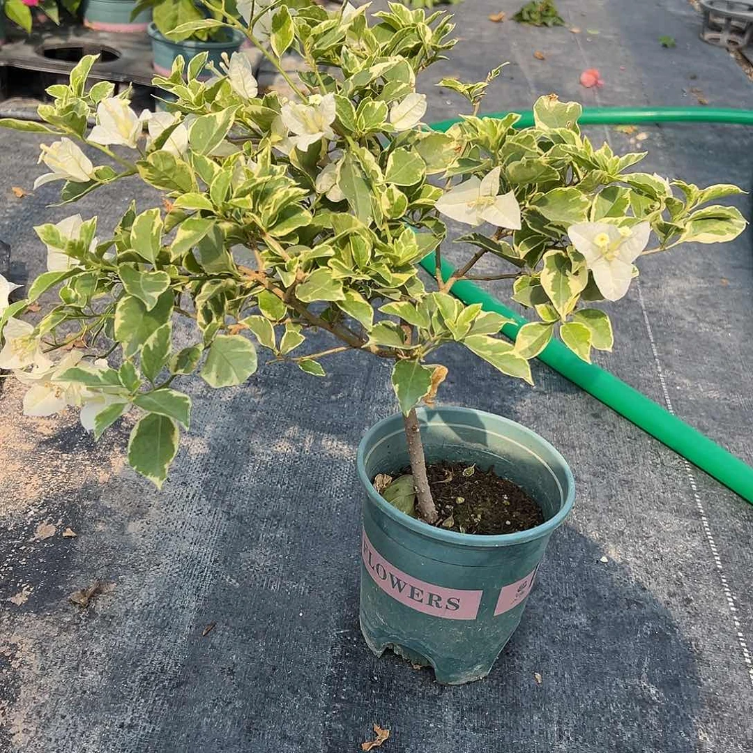 用***8完全开放银边白 1109