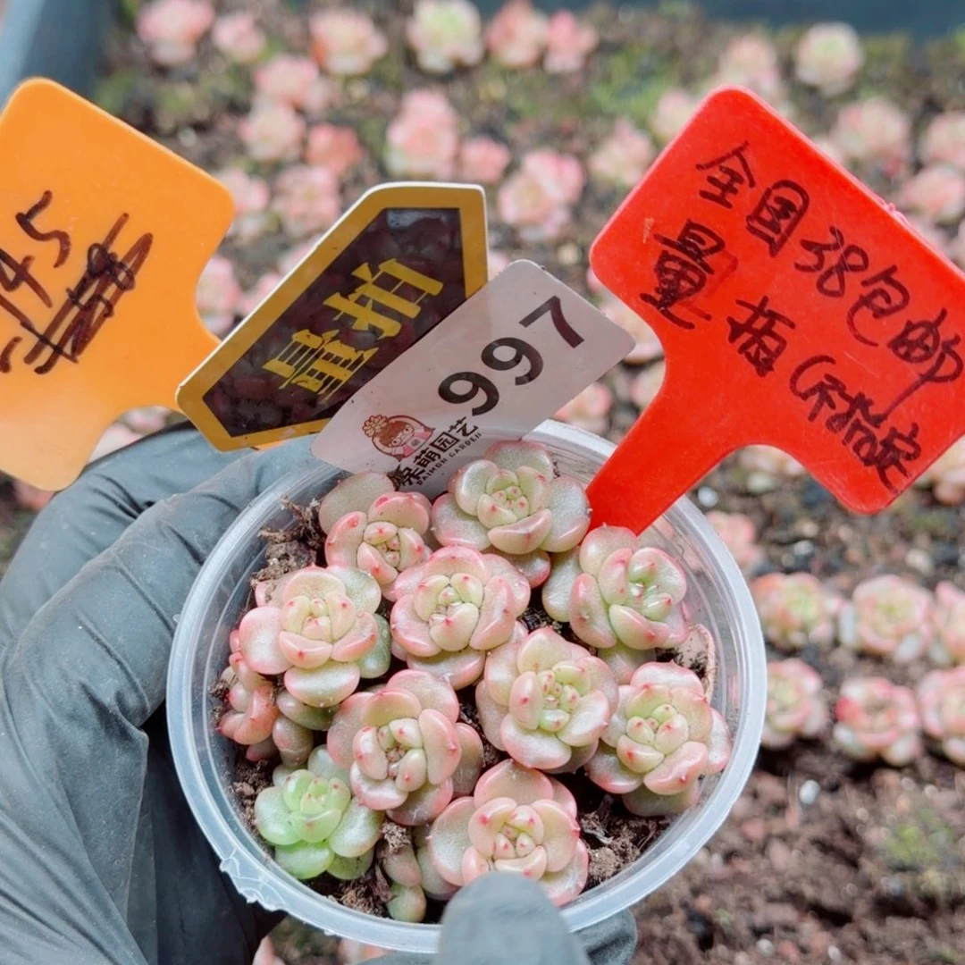 多肉植物多肉植物