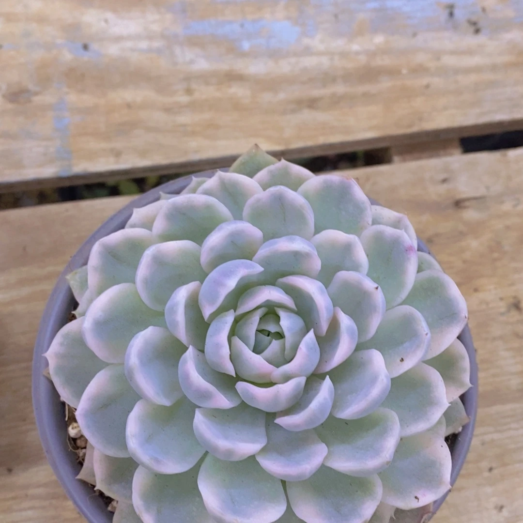 开心多肉，最后一场