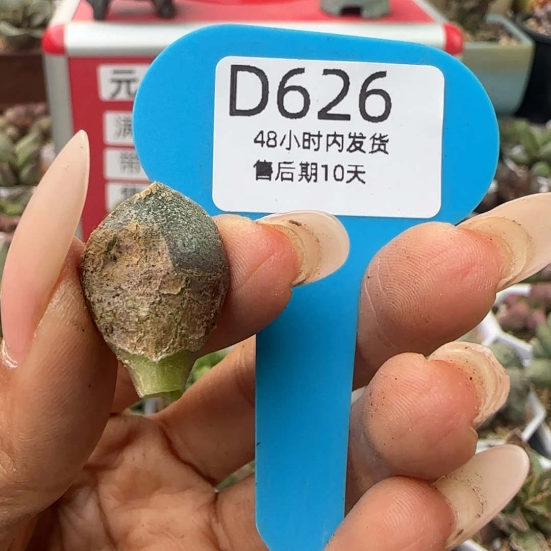 福利。        626。