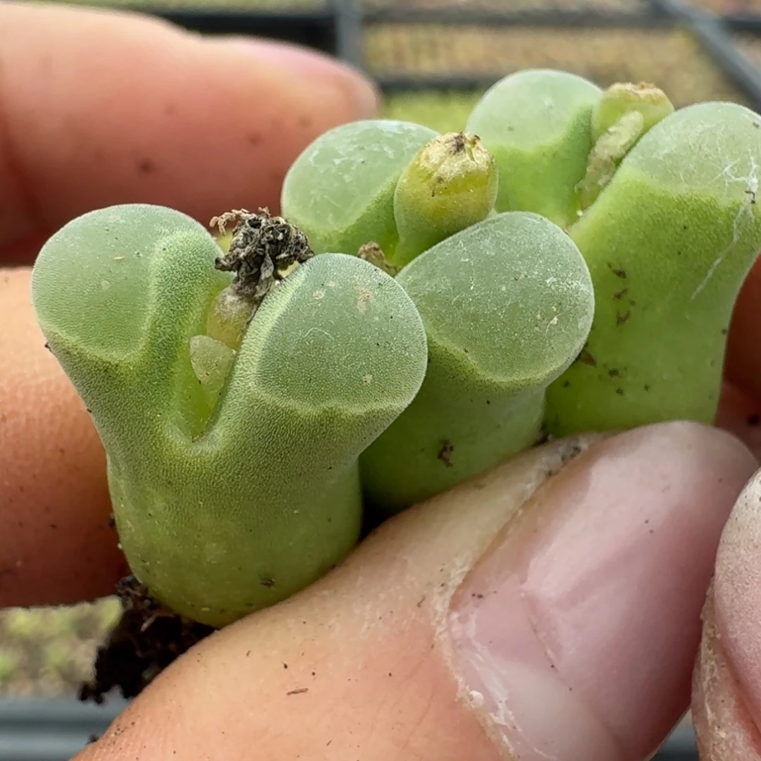 72三颗000000000000000