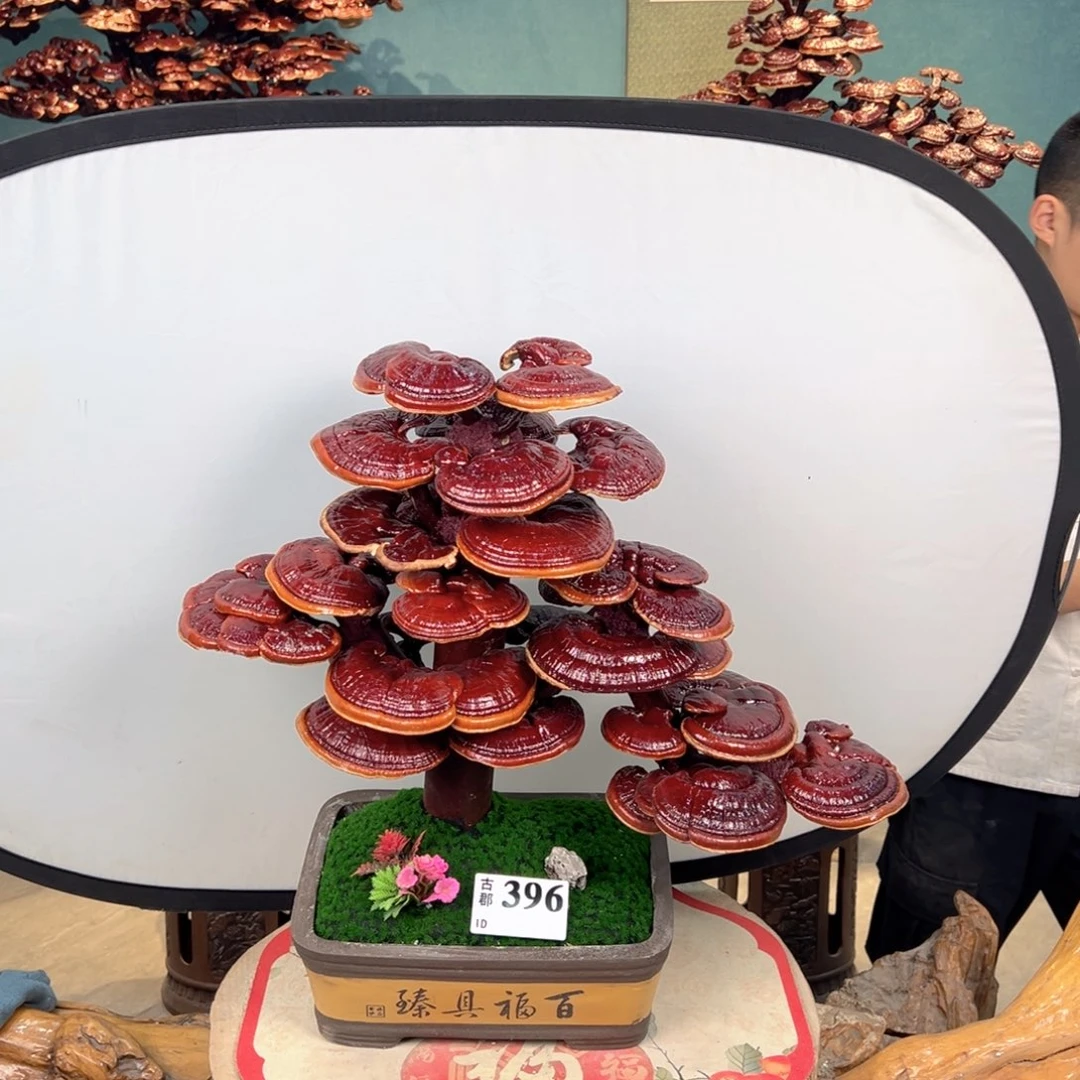 无花朵888888888888