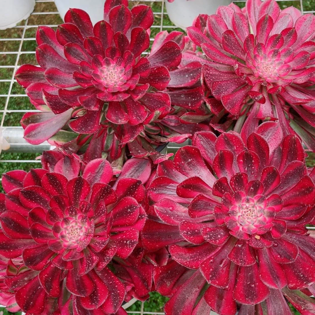 优选黑体铜壶量拍多肉法师