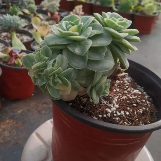 小可爱玫瑰白覆轮锦缀化捌下来