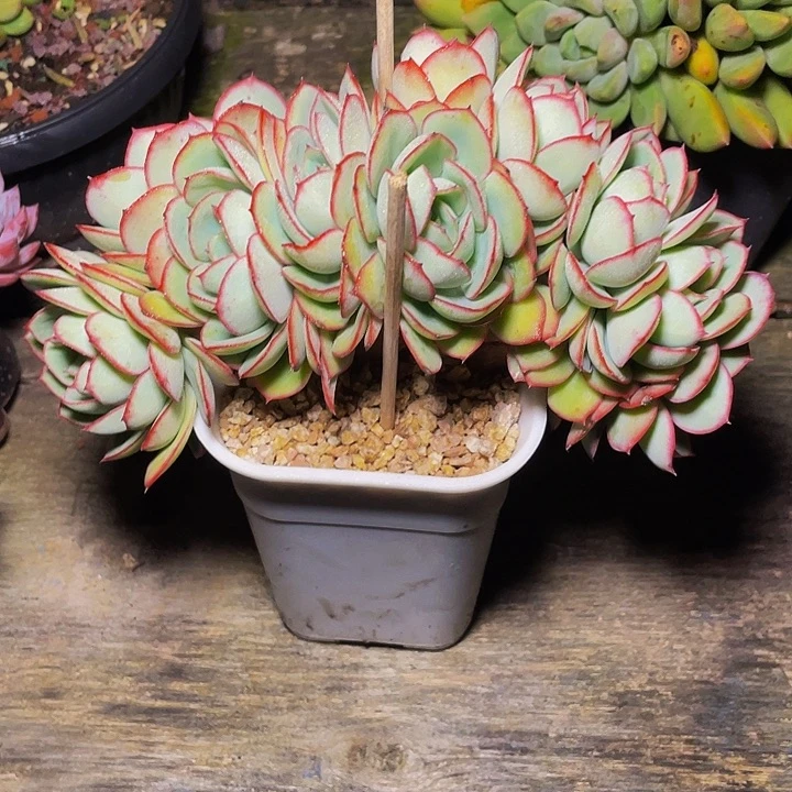 成***长多肉植物牡丹厅发货