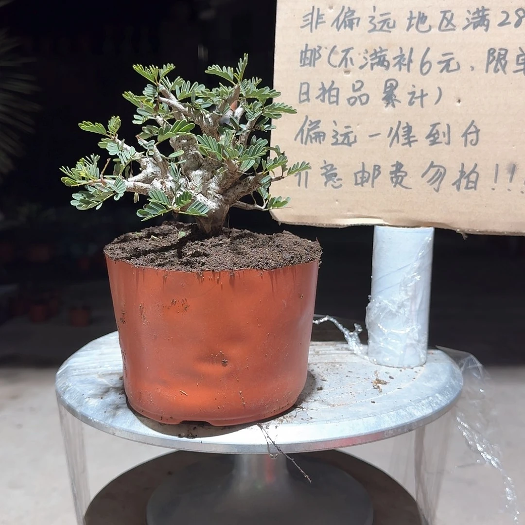 园艺沙漠s苏木一一