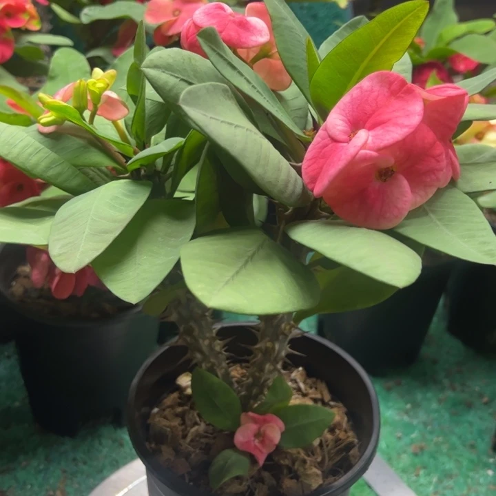 泰品扦插一物一拍