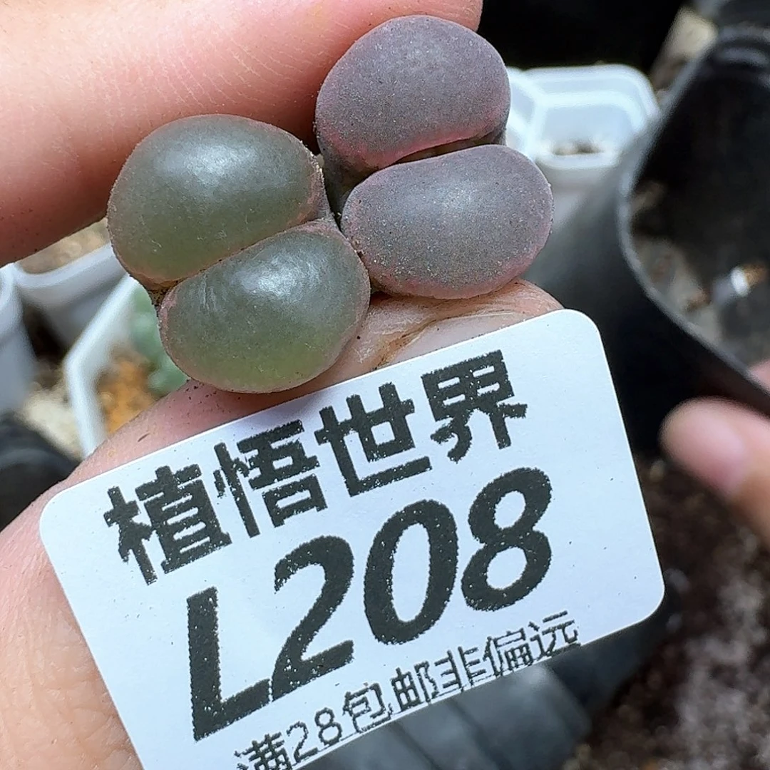多肉植物多肉植物