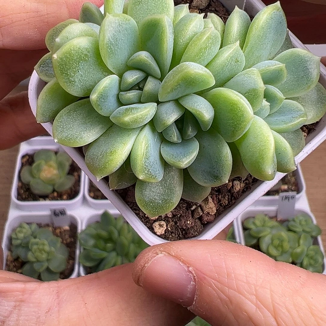 粉白体表妹。     财富