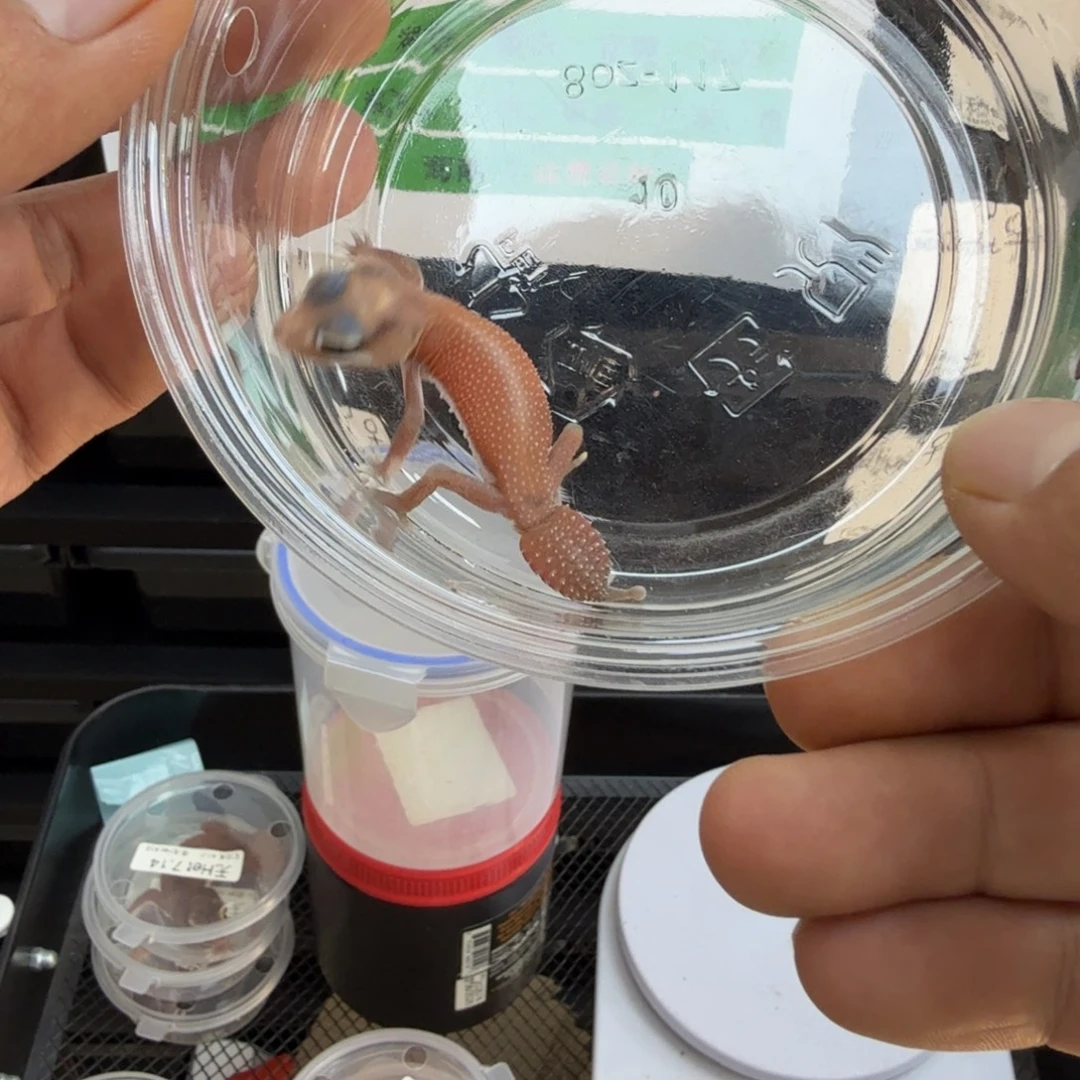 瘤尾守宫无隐白公 3.5g 11月7日 不包开食，不包邮